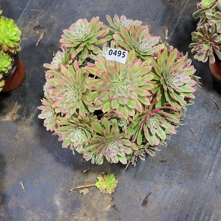 茗**坊多肉糖衣炮弹49500