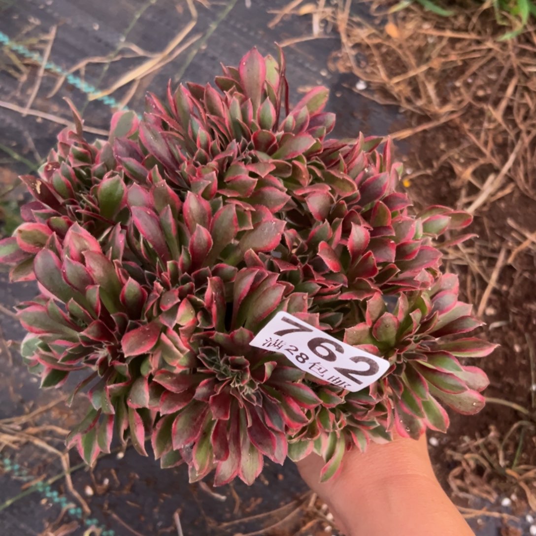 多肉植物762无售后