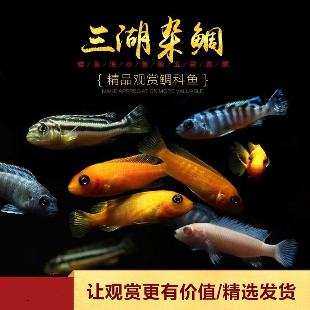 三湖慈鲷小型热带观赏鱼淡水小慈鲷小杂鲷颜色艳丽好养易活