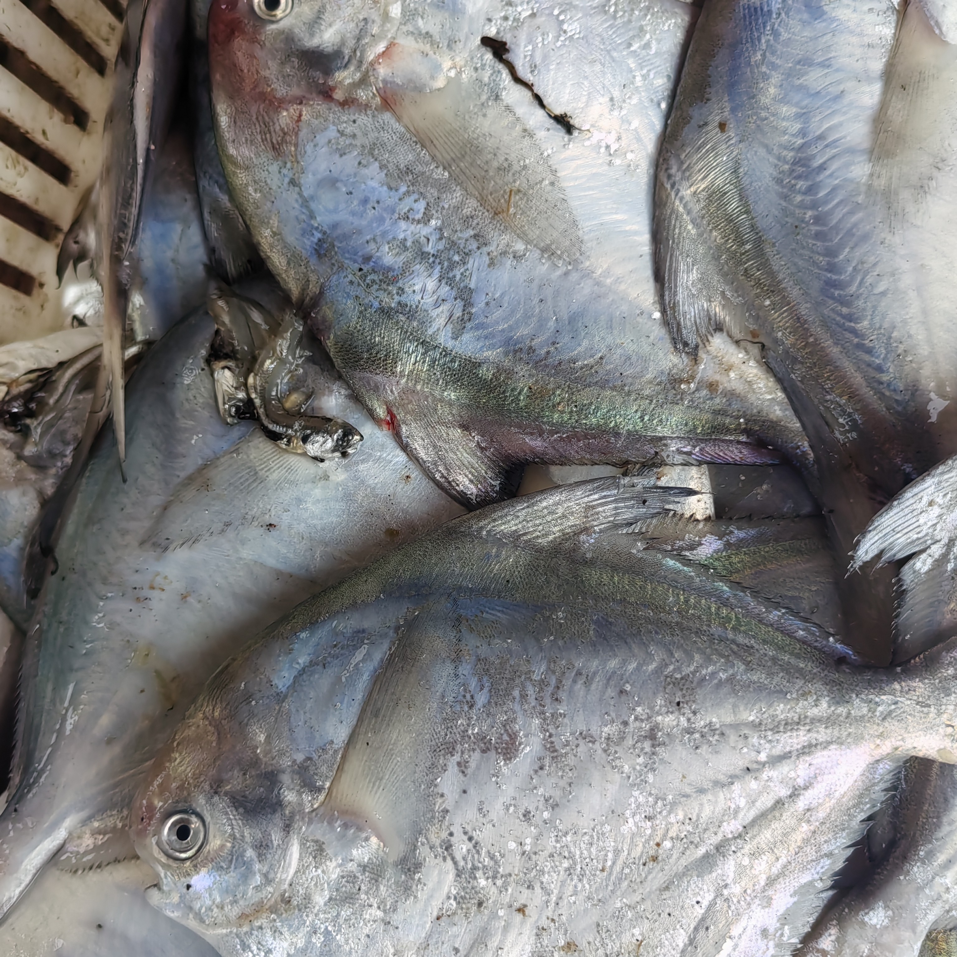 （银鲳鱼）青岛小渔村野生本地银鲳鱼四斤一箱