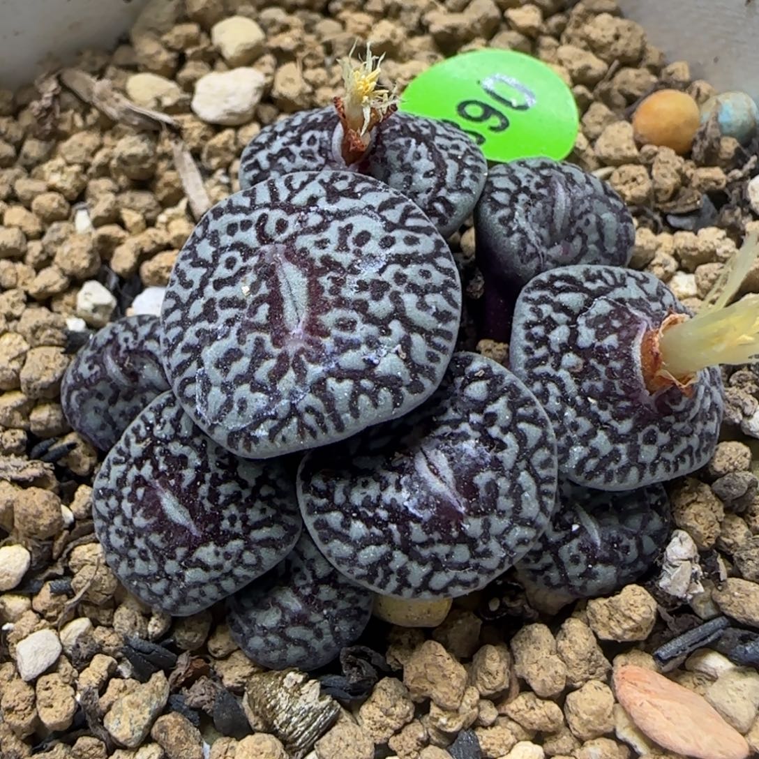 墨小锥群多肉植物890