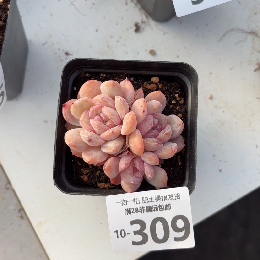 腊象多肉多肉多肉多肉