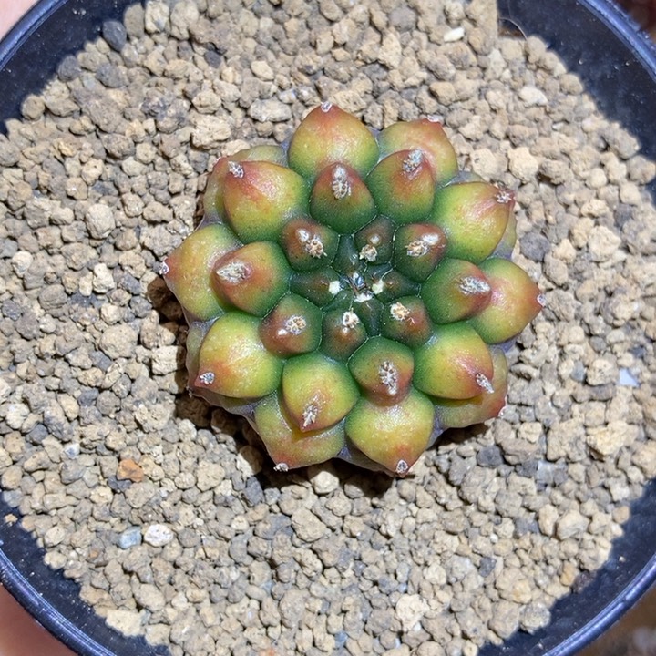 金色小花 米哈仙人球