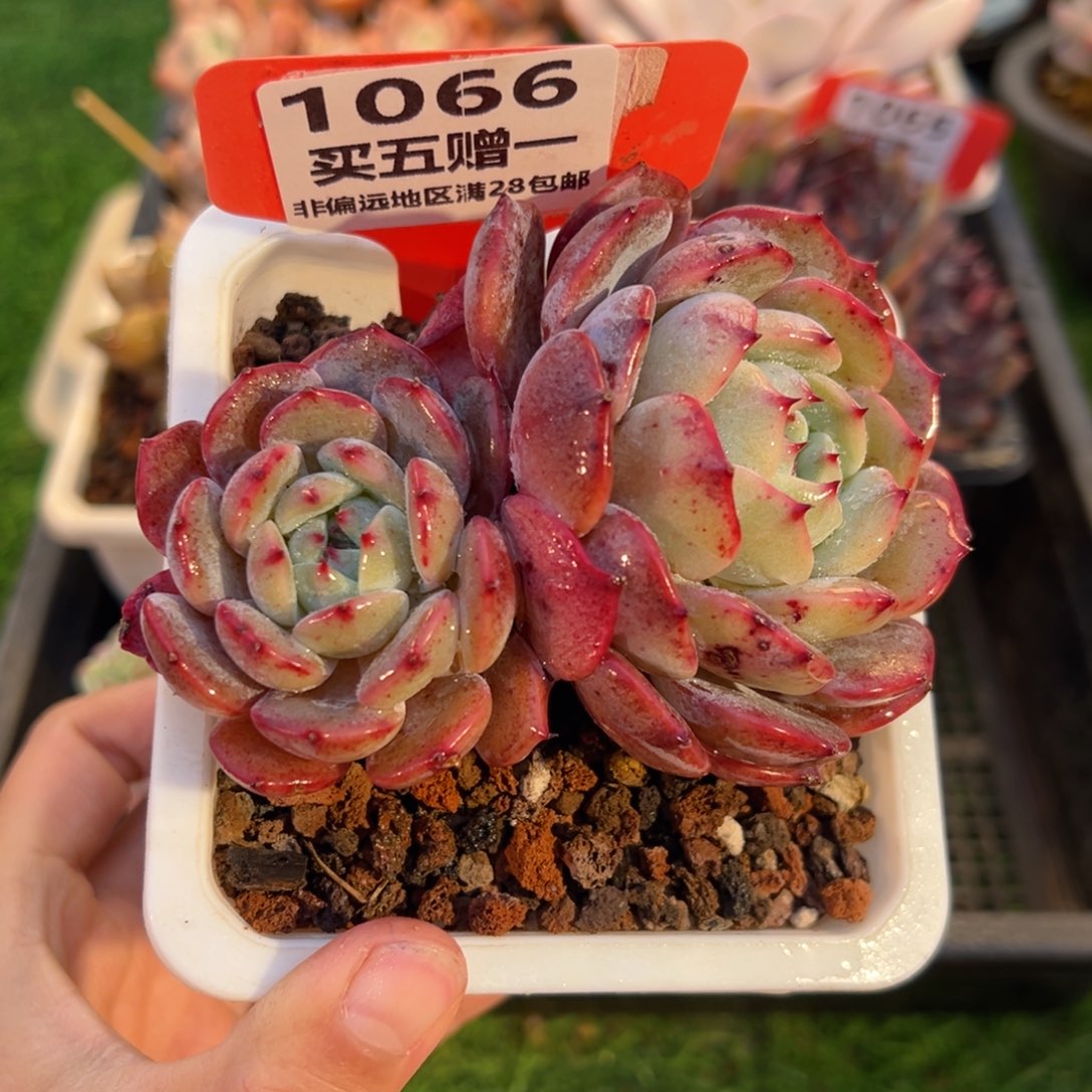 表妹精品多肉1066: