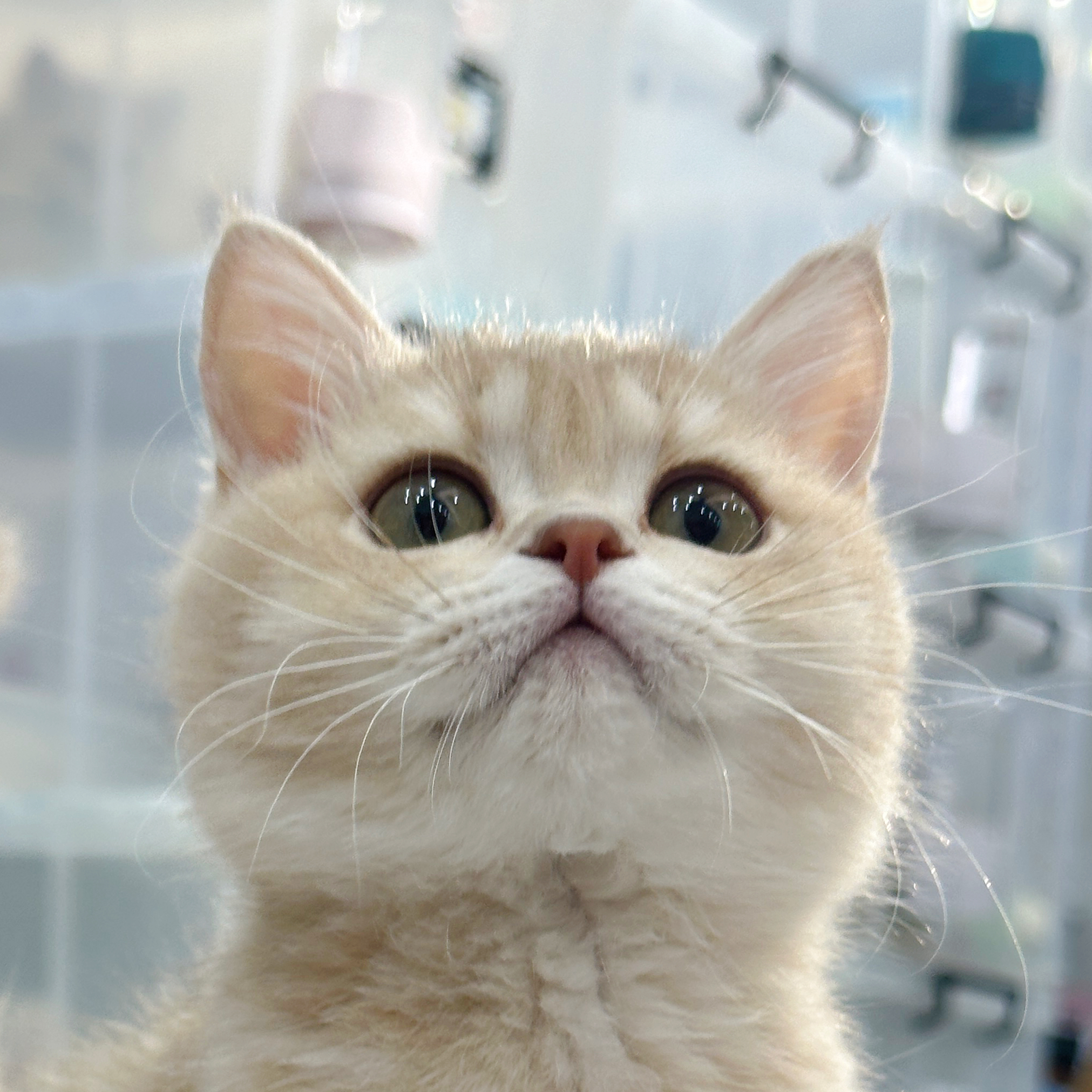 来了姊妹-紫金英短-妹妹-10