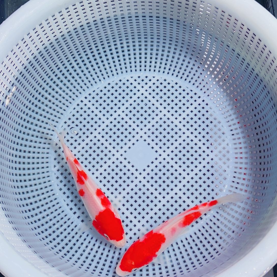 豪***鸡锦鲤锦鲤观赏鱼9999