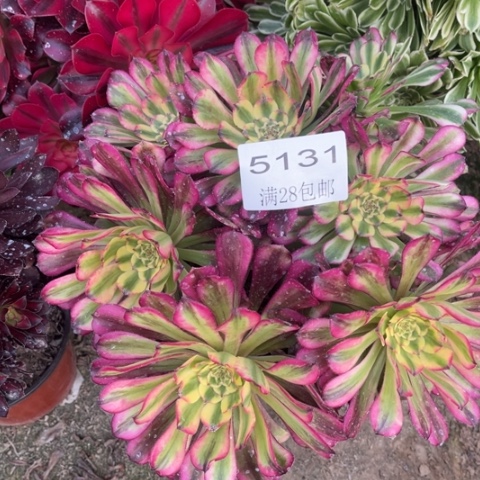 舞天姬多肉多肉5131