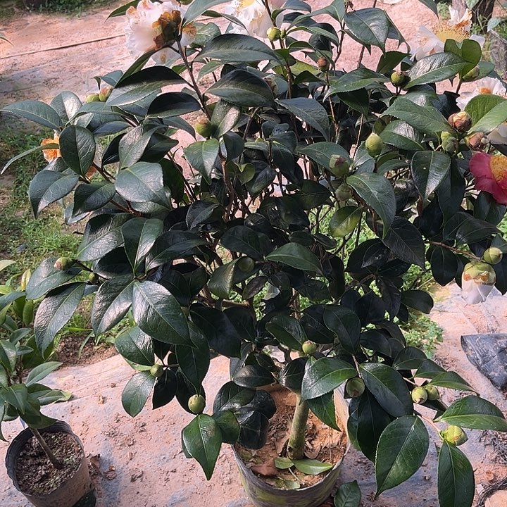 完全开放香太阳茶花