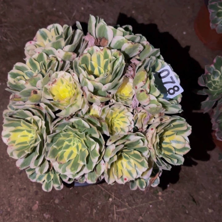 078迈巴赫多肉植物