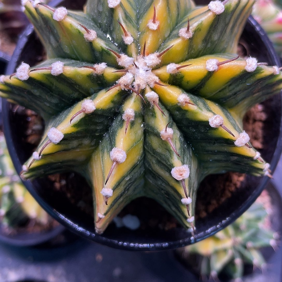 1-132肋骨锦8.4厘米