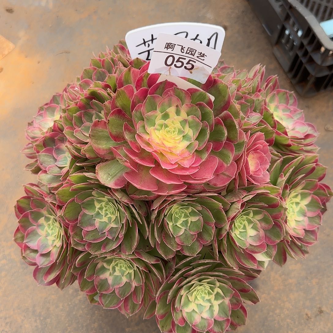 芒***喂055多肉 寄养发货法师福利