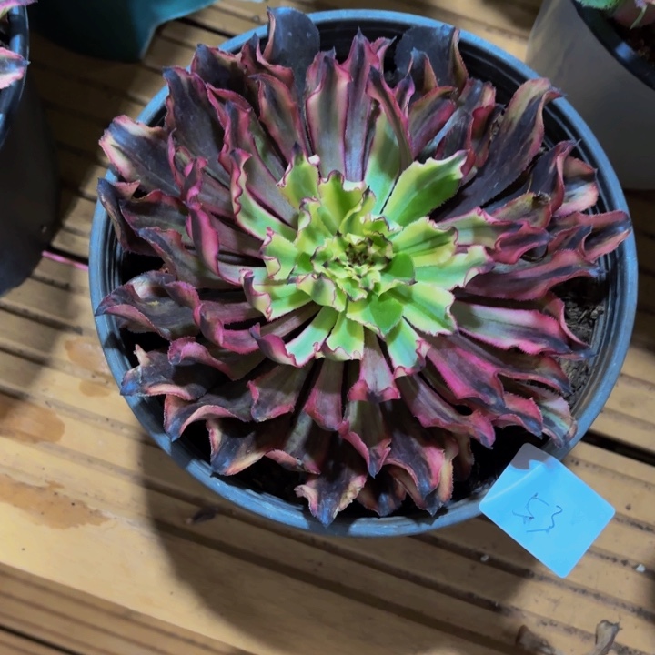 …***…云南幽灵公主好看53号