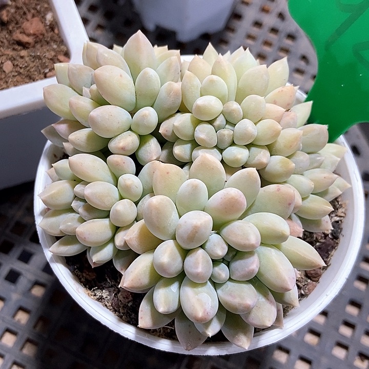 多肉植物奶糖922