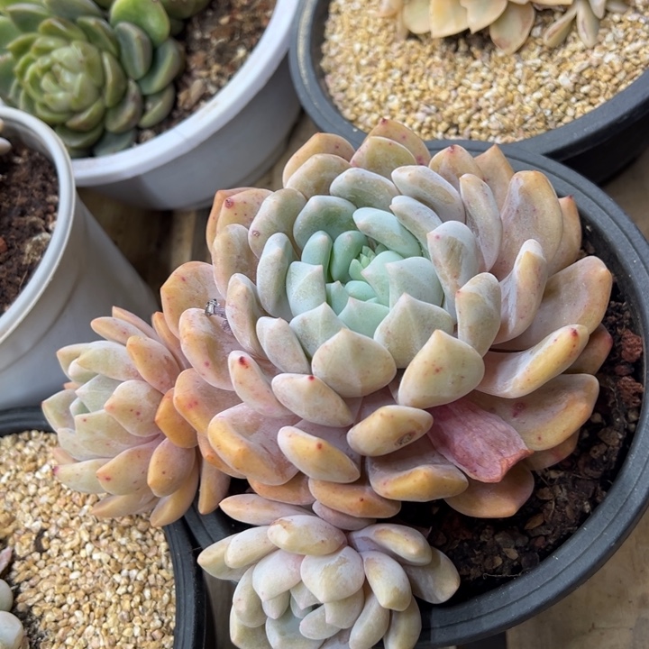 冰橙 群生 夏鸣园艺