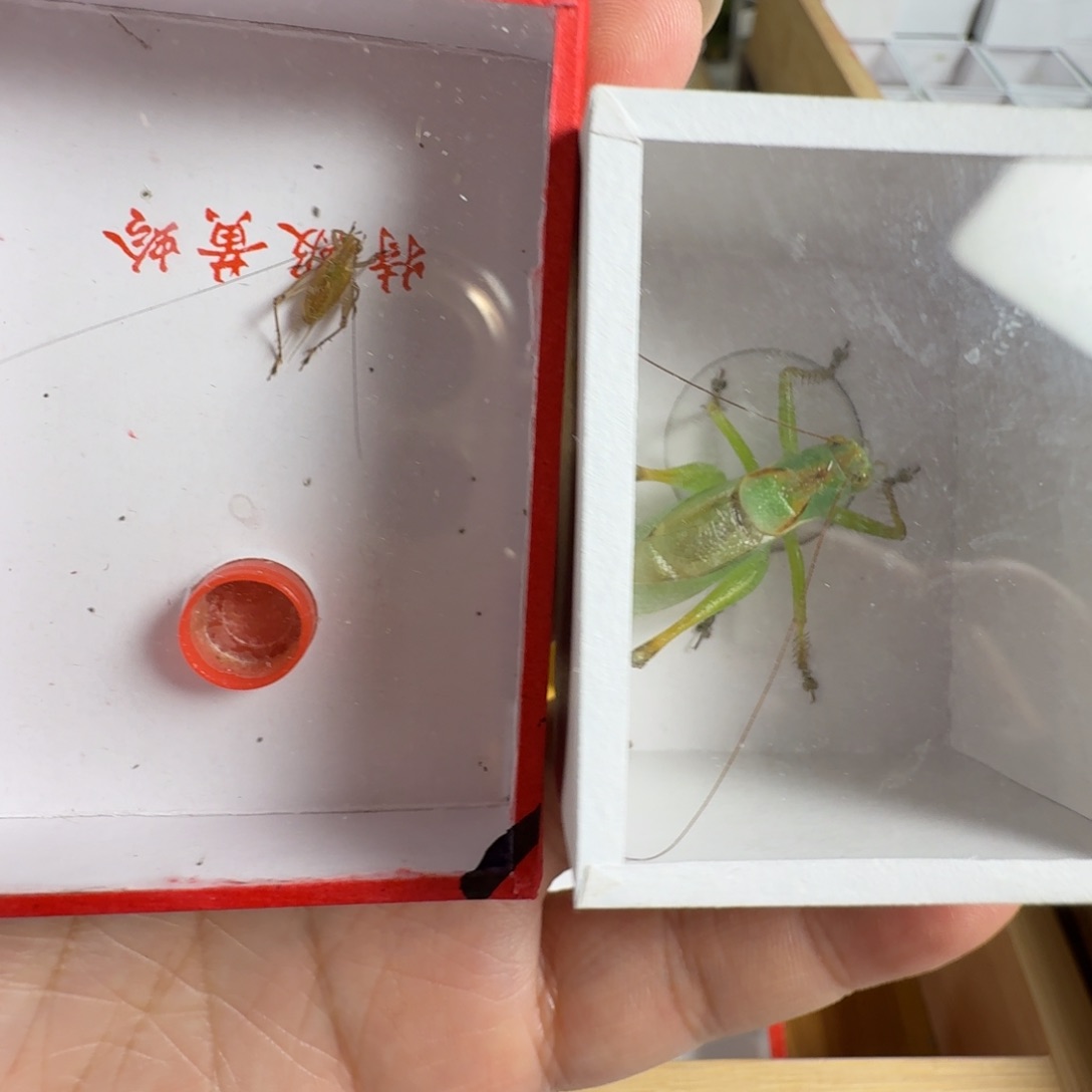 精品翠绿吉尔加短须大黄龄