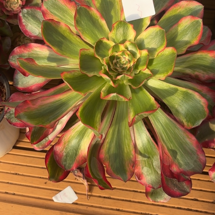 云南巫毒白好看3号