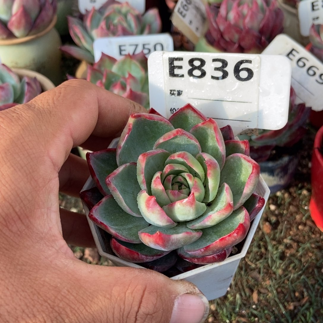 惊鸿一瞥836号楼多肉