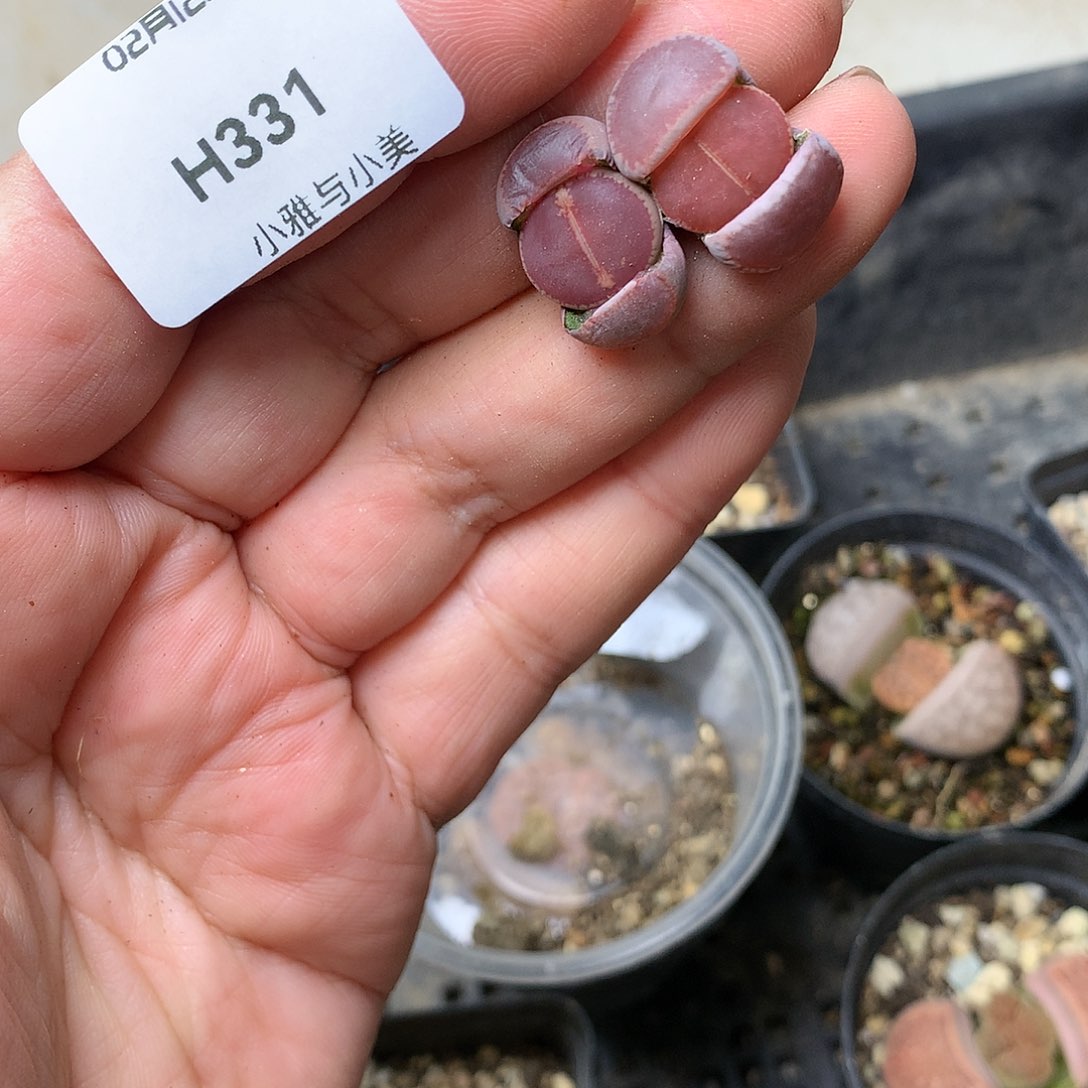 H331多肉植物保护