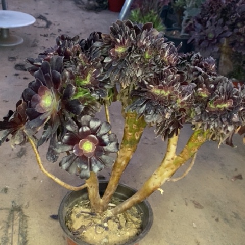 欧紫缀多肉植物095