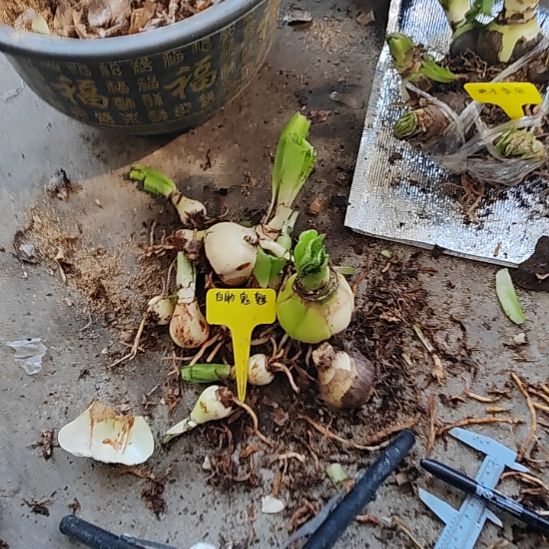 白肋鬼魅一堆十二个球 