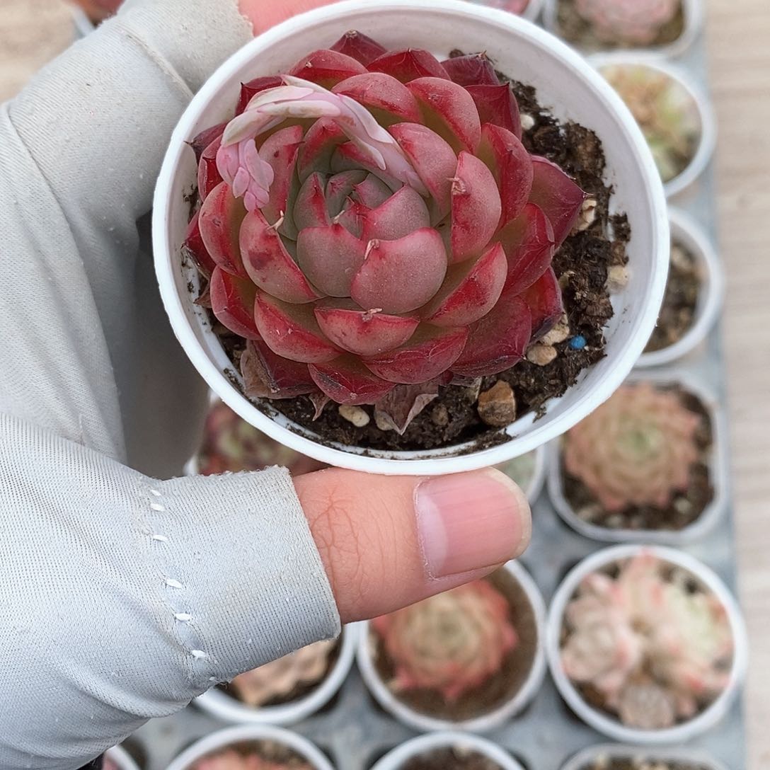 多肉植物9.9包邮5022