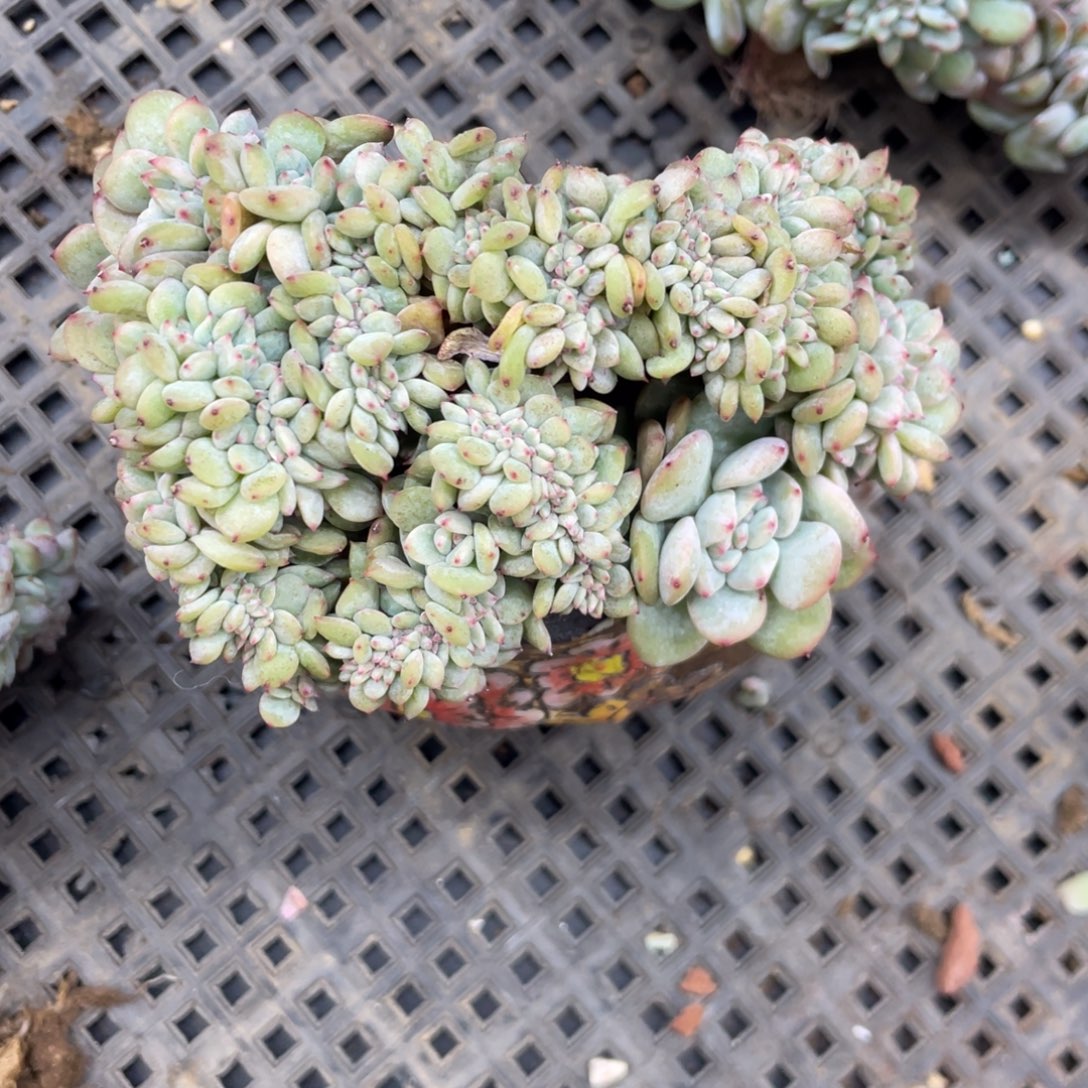 石榴子星影缀化满天星瑕疵105