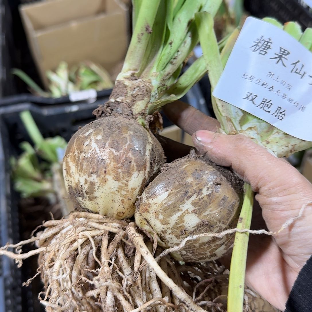 糖果仙女双胞胎7+7