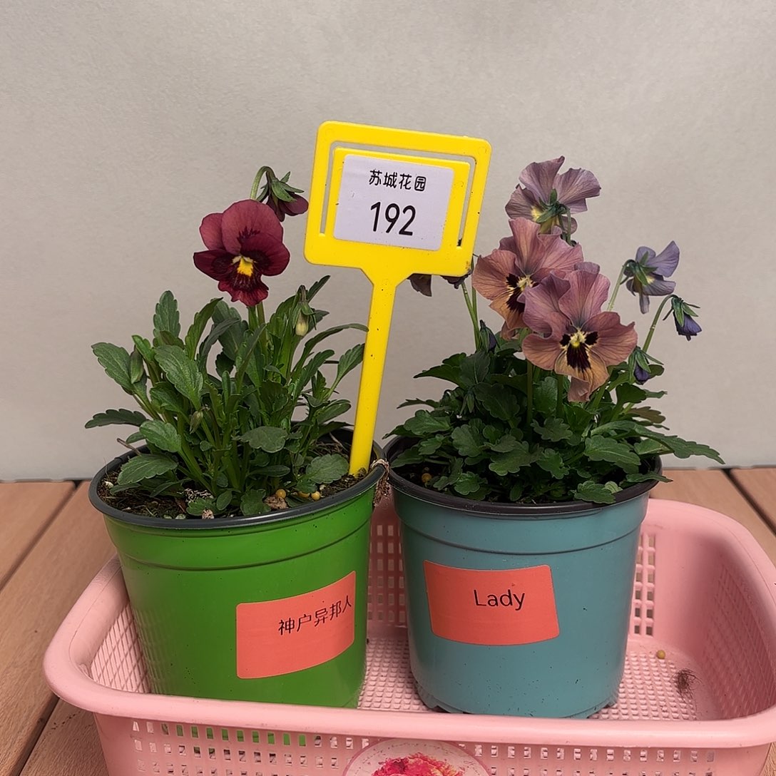 大部分开放少量花苞192