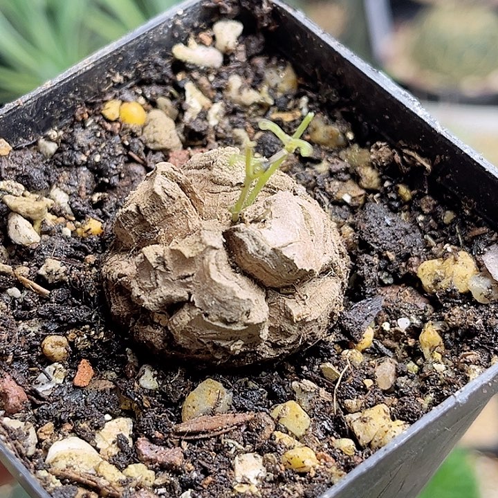 南非龟甲龙实生球3公分