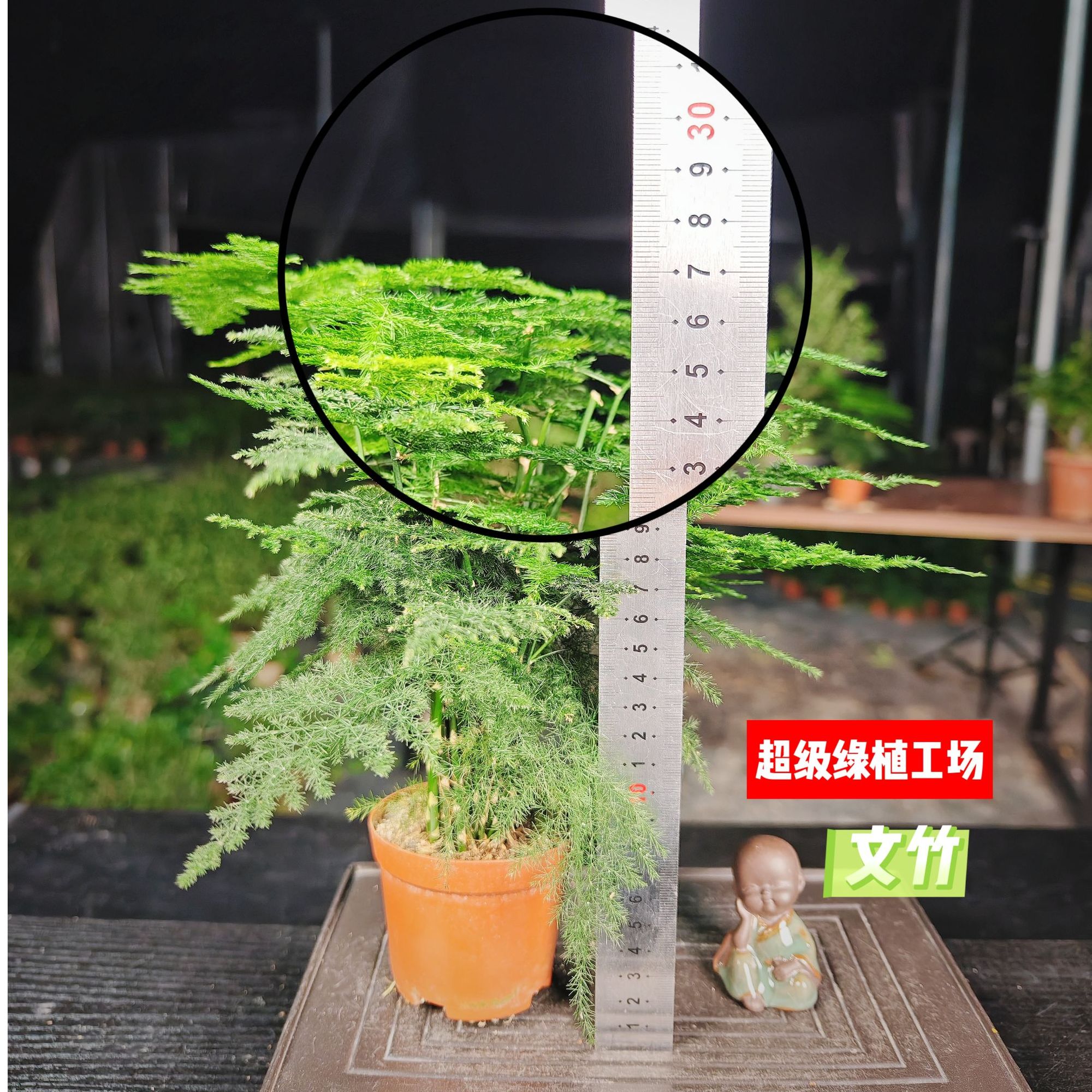 大文竹盆栽植物花卉四季常青净化空气防辐射桌面绿植办公室内盆景