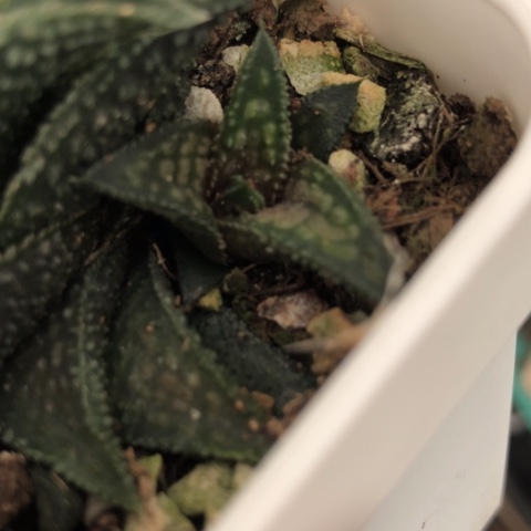 烟*丸叶鬼瓦侧牙硬叶