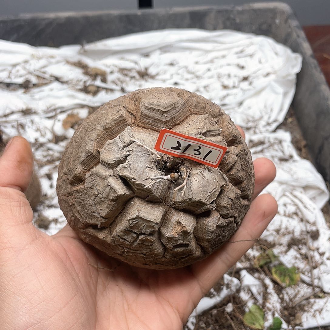 龟甲龙一物一拍2131号10cm