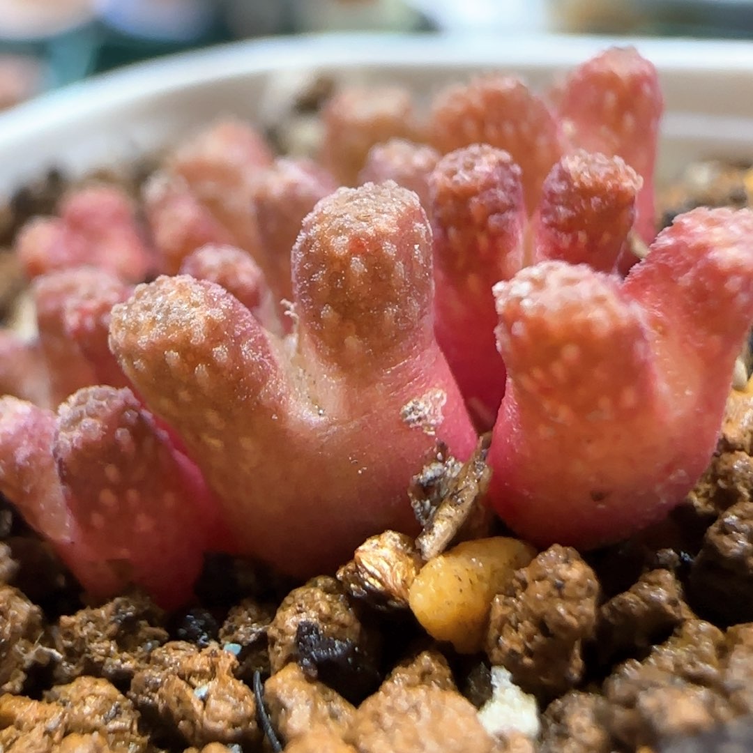 2。24。7005。火柴。