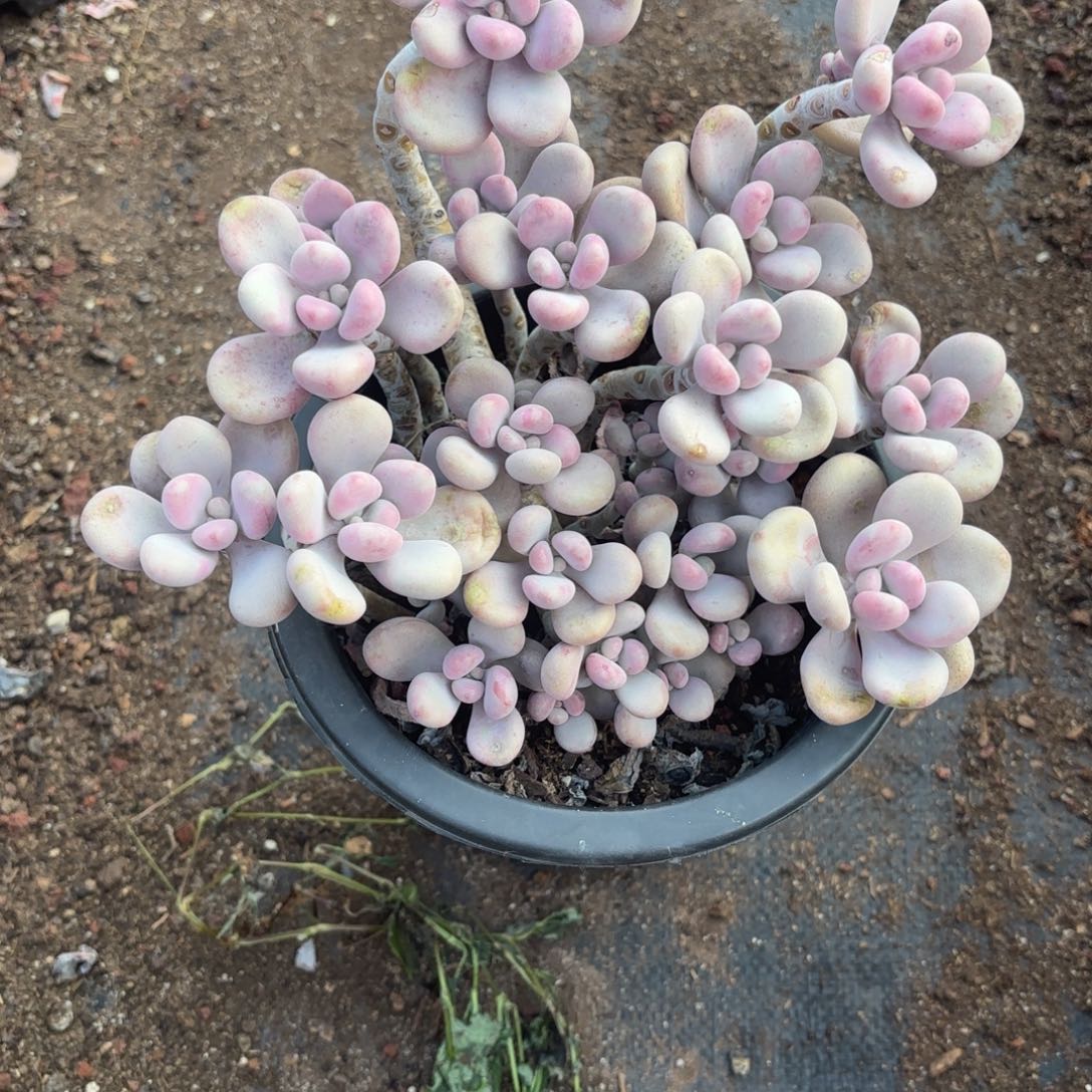 小****740号老庄多肉植物