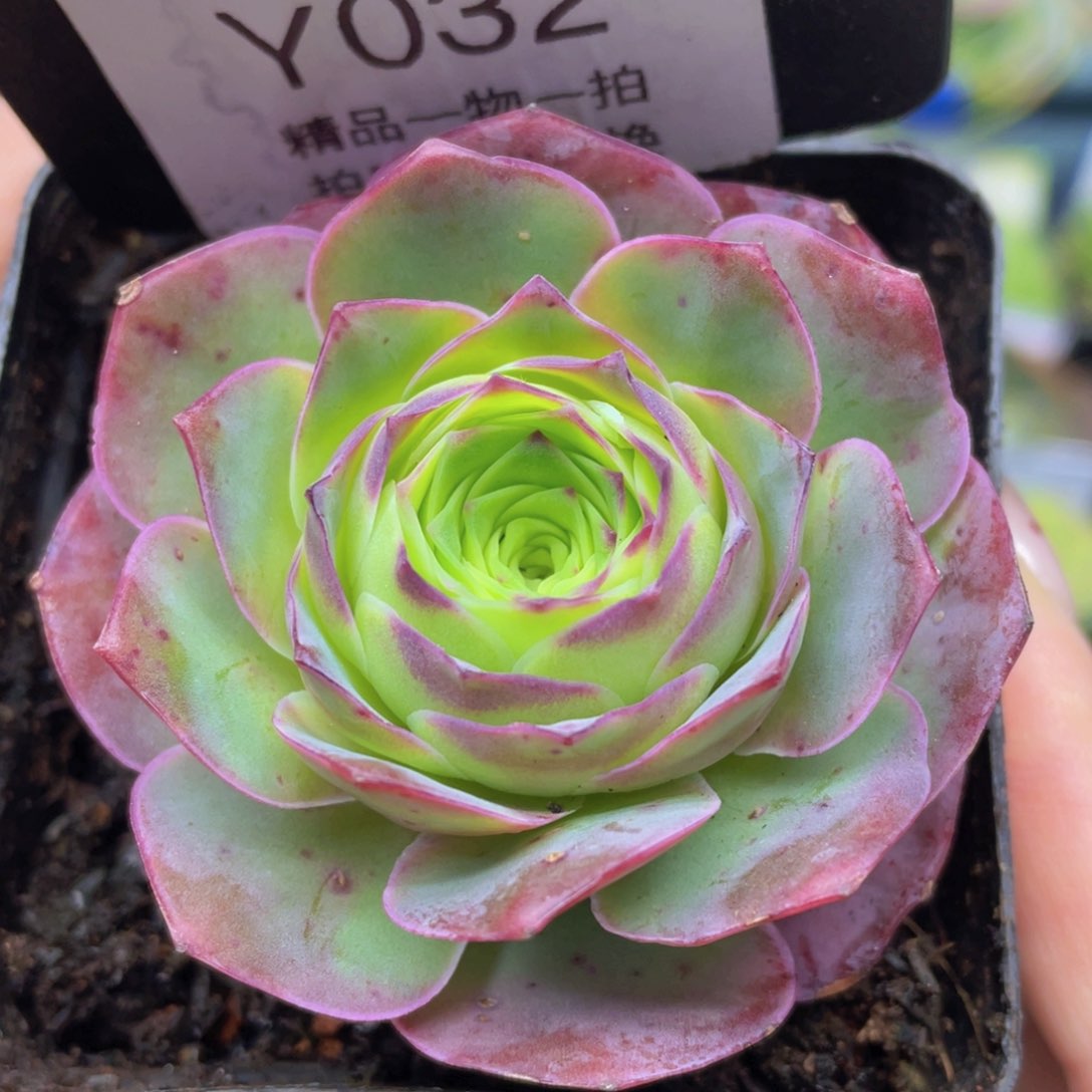 黄金帕尔马玫瑰一物一拍032