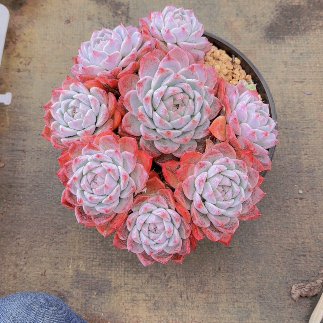 2320如梦林多肉植物