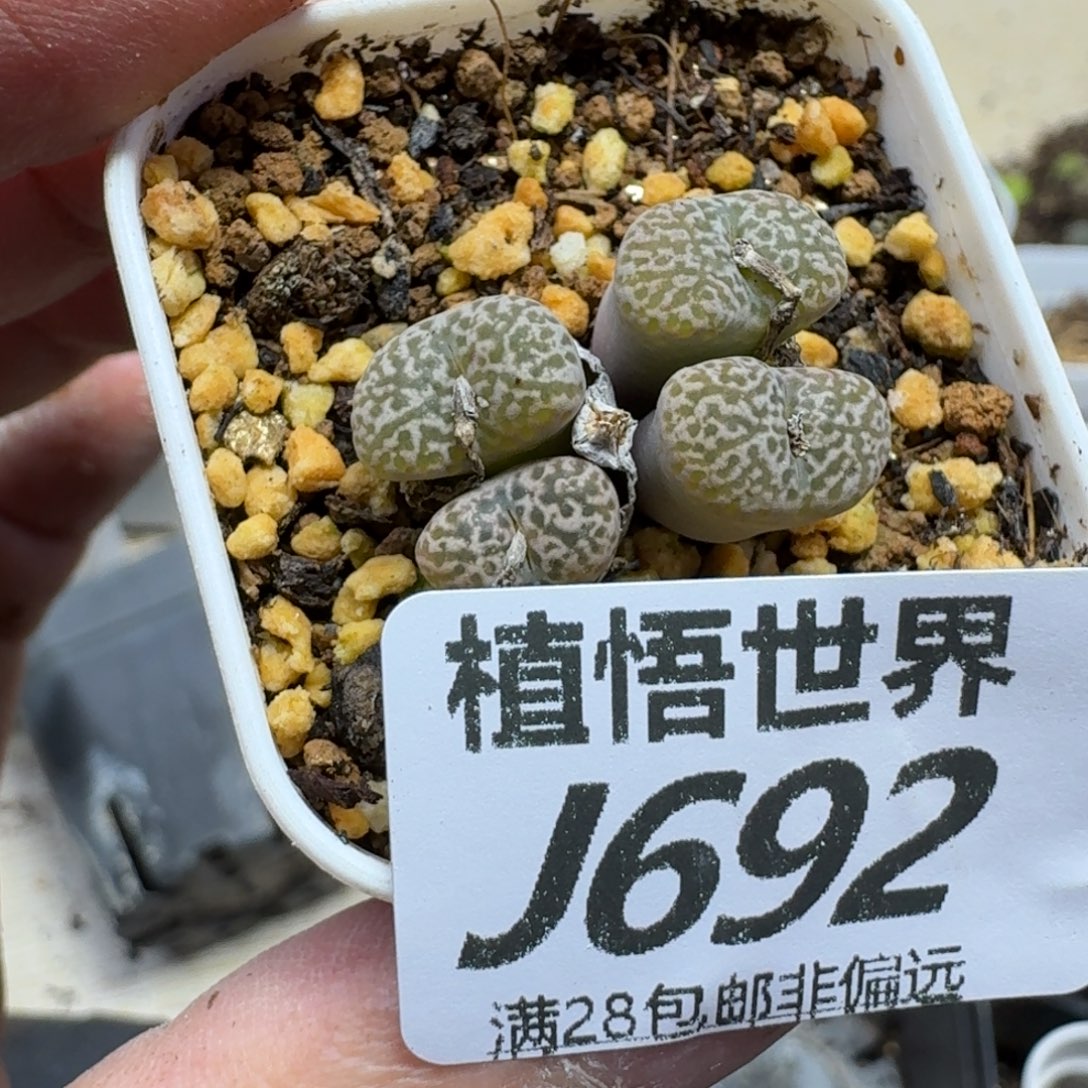 多肉植物的润泽ghb