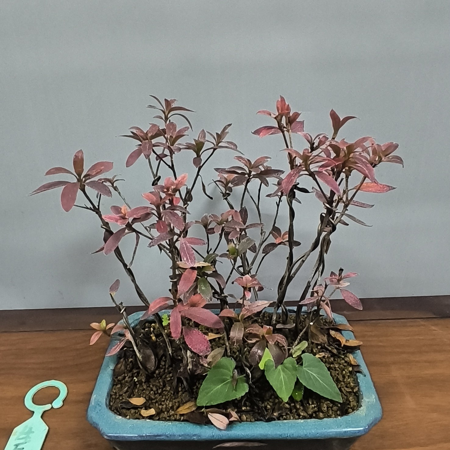 新手玩家进阶福利 杜鹃之生辰之舞