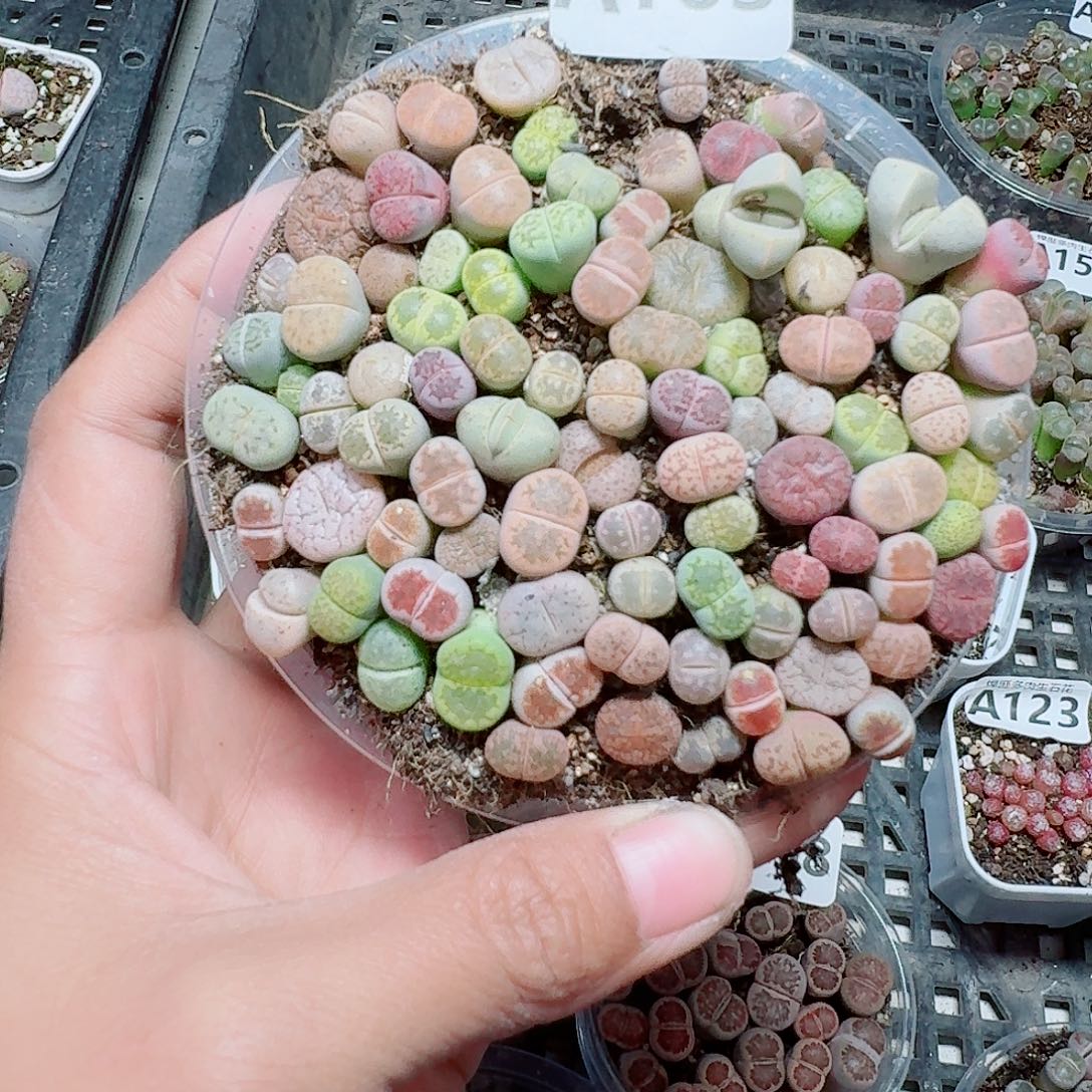 163多肉植物多肉植物