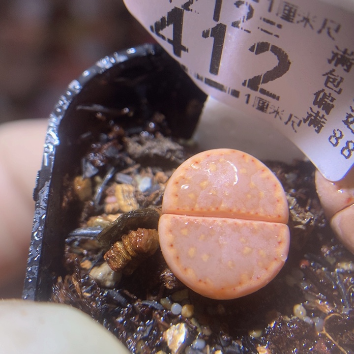 精品生生花212.412