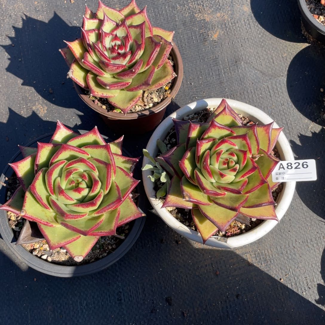 若如东云单拍A826