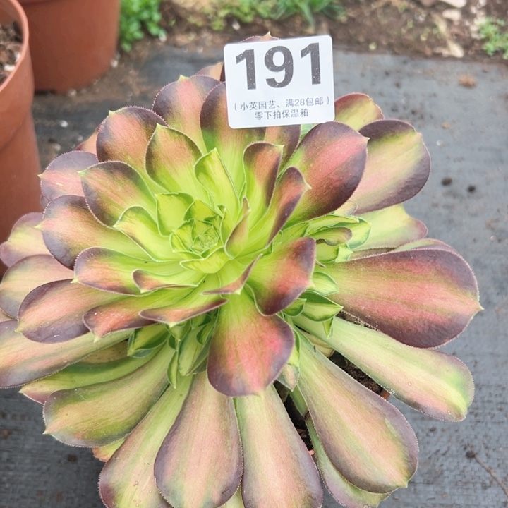 191多肉植物韶华