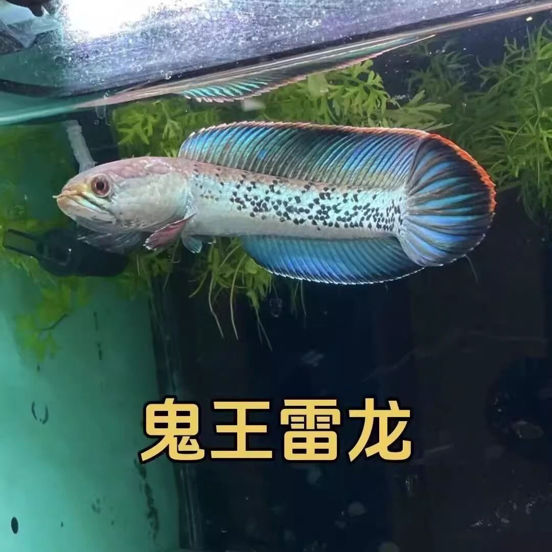 七彩酒红奶茶幻红雷龙鱼一鱼一拍专拍链接