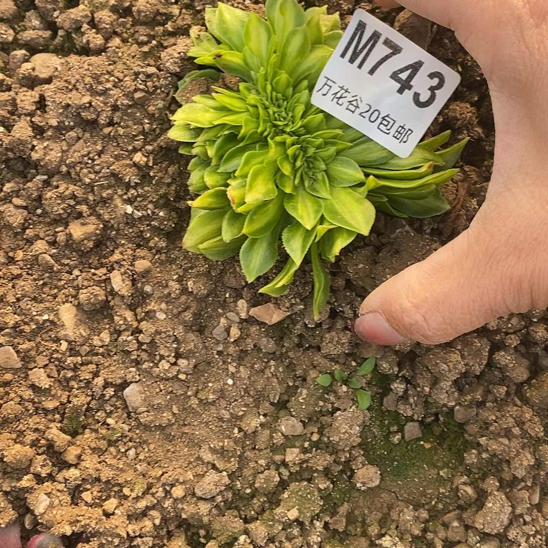 743夜光杯缀多肉植物