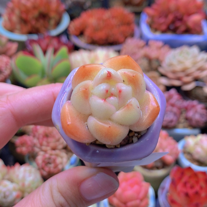 一物一拍含盆土满38包邮A096