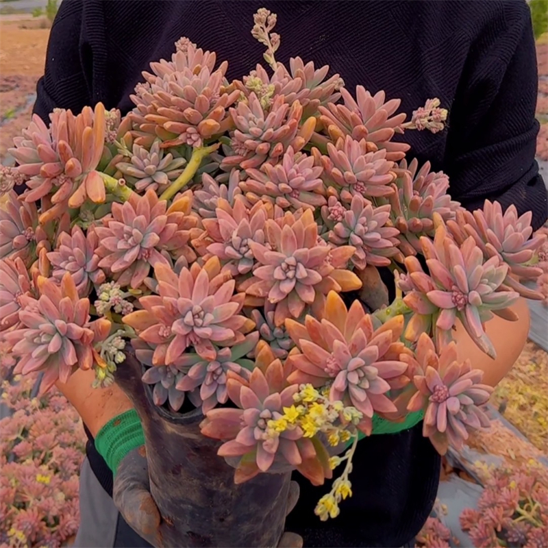 零花钱多肉 地栽秋丽 多肉植物   飘枝丛林高桩   花头紧凑