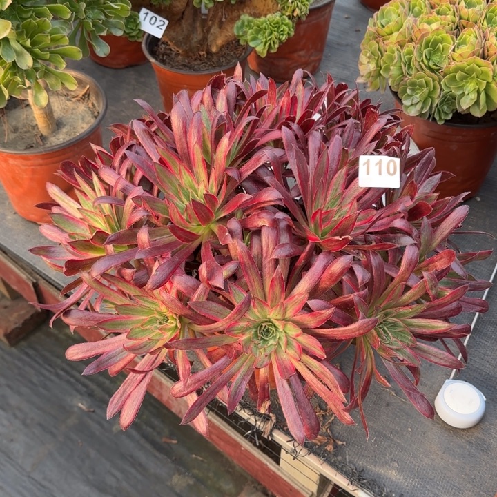 多肉植物孔雀锦110