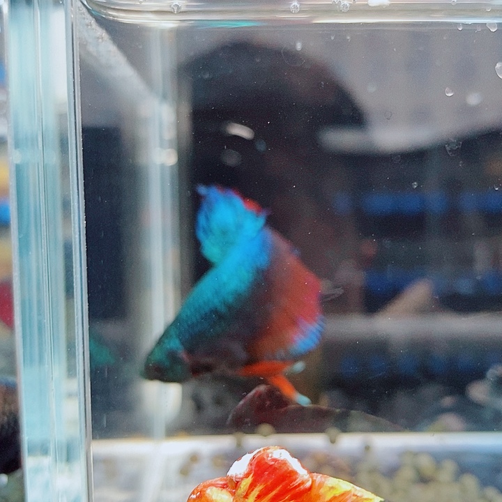 斗鱼黑106号巨斗将军