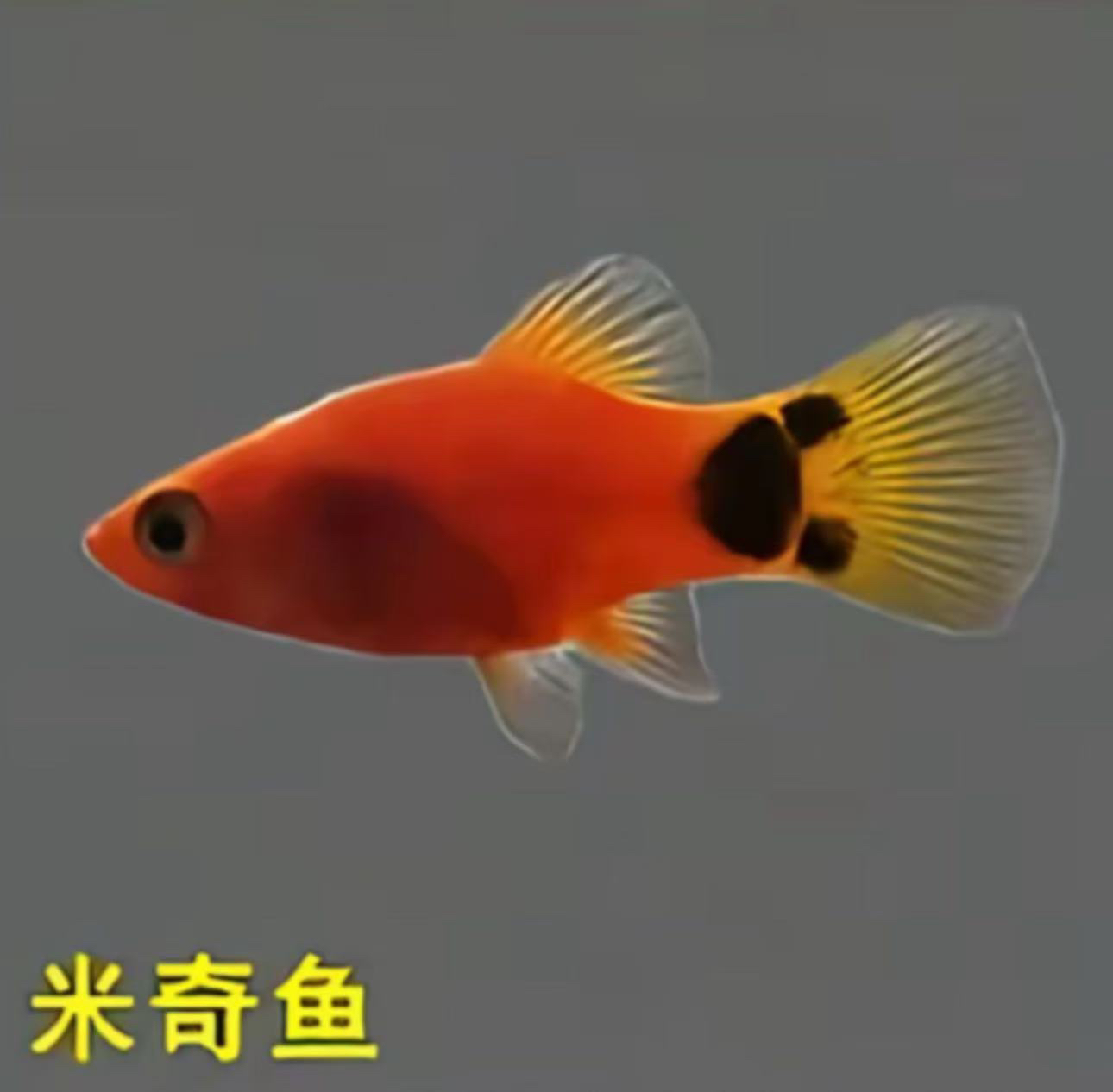 新奇宠物福利品！耐养热带米奇鱼多种观赏鱼，新手练手，闯缸必备，