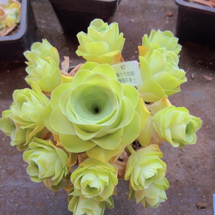 87 裸根不带土发货不包损